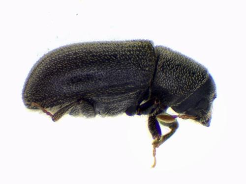 Polygraphus grandiclava